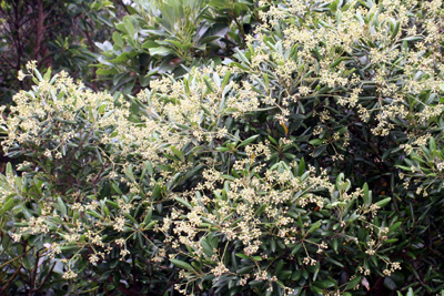 久岳林道の植物 5月_b0084378_120372.jpg