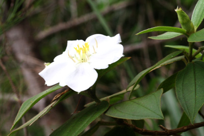 久岳林道の植物 5月_b0084378_1263631.jpg