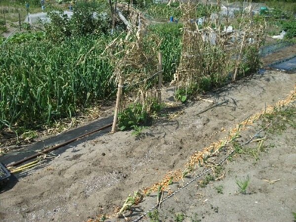 ミカンの皮で野菜の病気予防 _f0018078_19343753.jpg