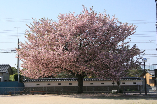 春の終わりのころの桜_e0202479_231473.jpg