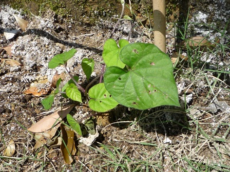 f0174082_23745.jpg