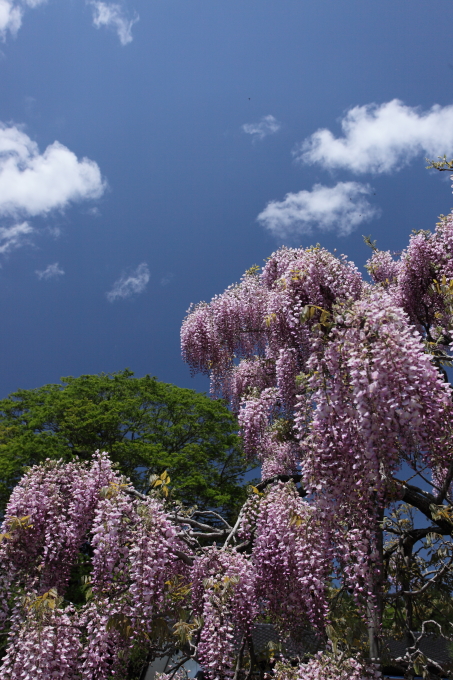 おらが自慢の藤　旧金砂郷村　２０１２・０５・１２_e0143883_20283293.jpg