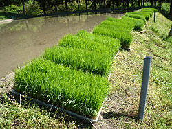 田植え体験(月光原小・西根小)_d0247484_10583684.jpg