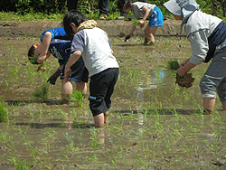 田植え体験(月光原小・西根小)_d0247484_11162749.jpg