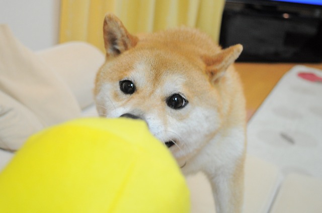 遊びましょ。_a0126590_22422395.jpg