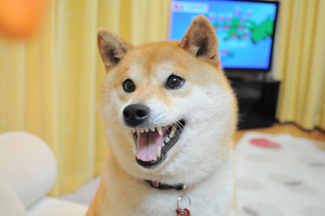 遊びましょ。_a0126590_22425641.jpg