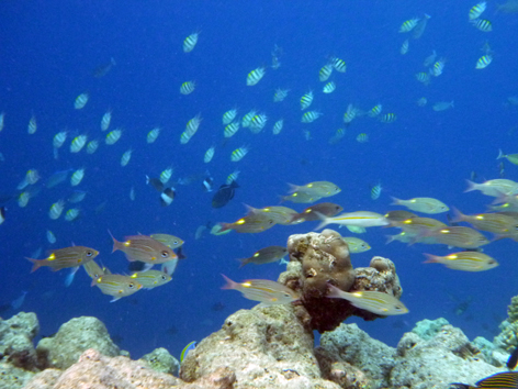 Cocoa Island 2012 - 34　今日も早朝スノーケリング_c0147790_14103871.jpg