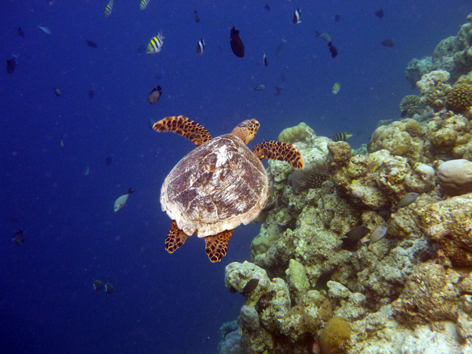 Cocoa Island 2012 - 34　今日も早朝スノーケリング_c0147790_14134037.jpg