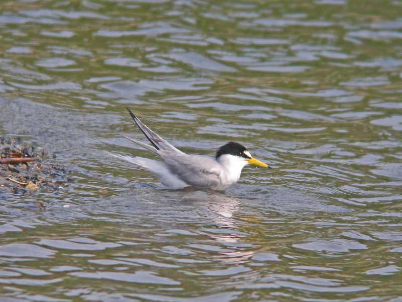 五月の野鳥_e0016894_20254122.jpg