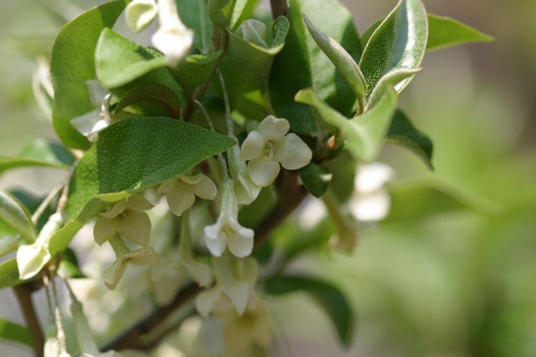 赤い実と銀色の花 グミ そよ風にふかれて
