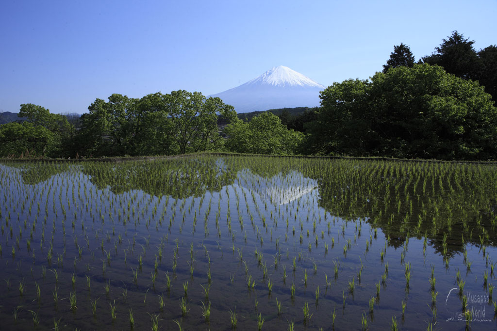 富士山と水田_b0064396_2064021.jpg