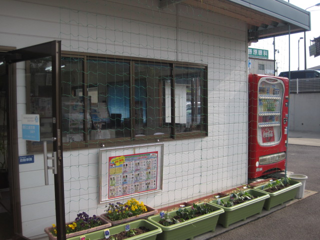 いきなり開花!_a0167998_17145881.jpg