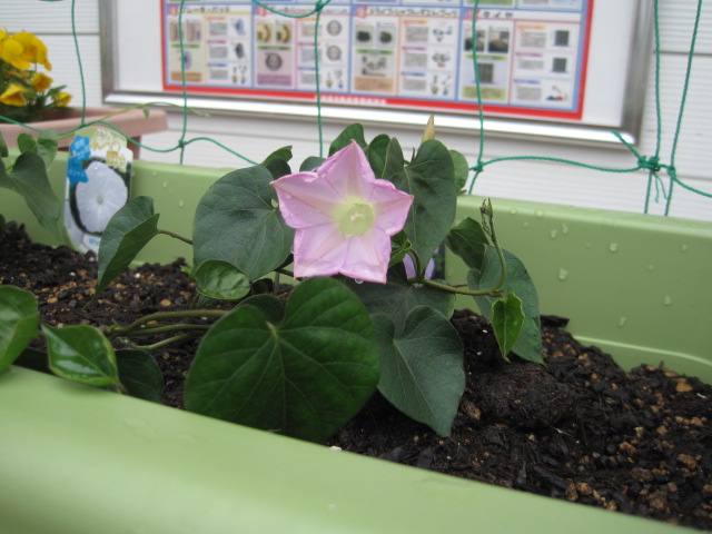 いきなり開花!_a0167998_172492.jpg