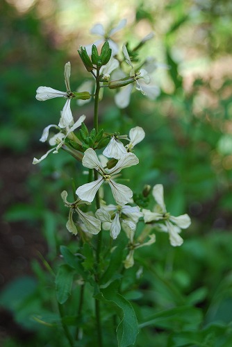 葉もの野菜の花…_c0124100_2261866.jpg