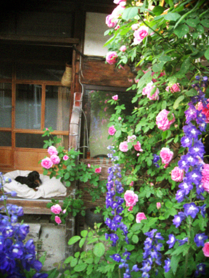 古民家と咲き乱れるバラの庭。_d0077603_111386.jpg