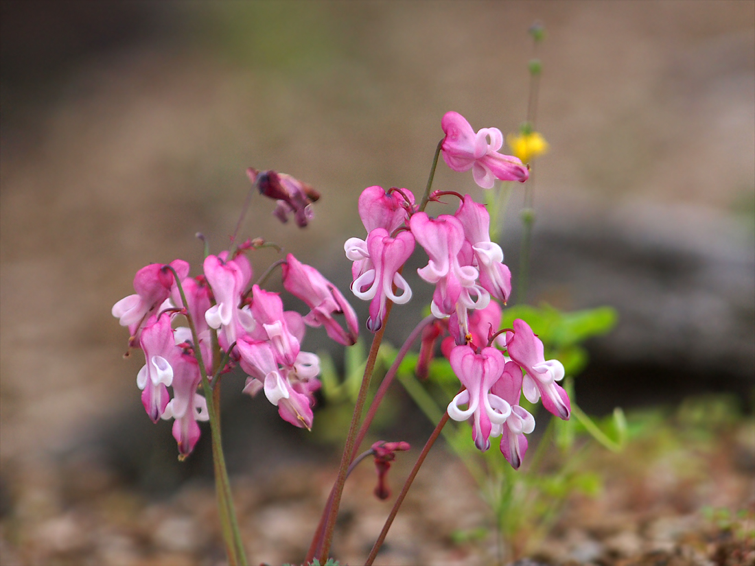 サンザシの花とスズメ_e0156403_7162821.jpg