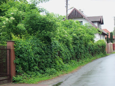 f0154805_20262944.jpg