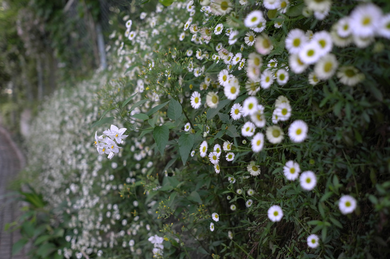 白い花の咲く道_c0171206_19131079.jpg