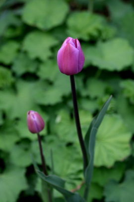 ヤマブキ開花・寄植えのチューリップ　　2012・5・15（火）_f0041606_1715355.jpg