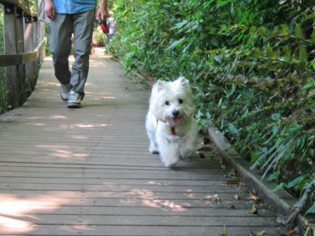 ２０１２年ＧＷの後半は東京へ帰省～石神井公園へ_f0039907_1112048.jpg