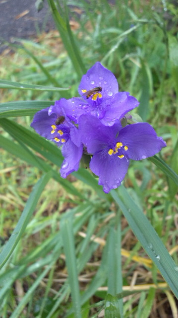 今日は雨に咲く花・・・来週の21日は金環日食_f0231709_994171.jpg