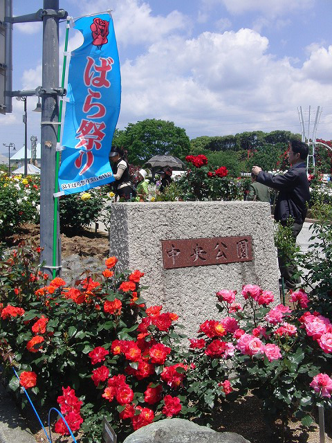 5月いっぱいはライトアップも行われています！中央公園の「バラ」が見ごろ！_f0141310_721277.jpg