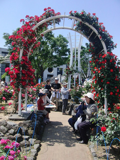 5月いっぱいはライトアップも行われています！中央公園の「バラ」が見ごろ！_f0141310_733863.jpg