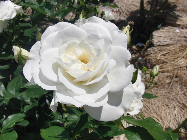 5月いっぱいはライトアップも行われています!中央公園の「バラ」が見ごろ!_f0141310_735573.jpg