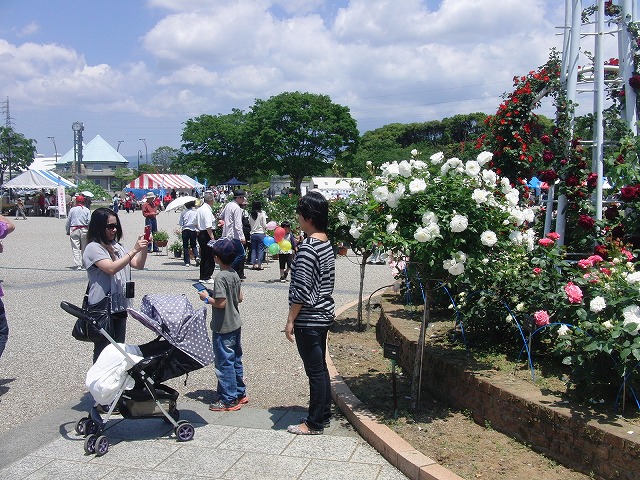 5月いっぱいはライトアップも行われています！中央公園の「バラ」が見ごろ！_f0141310_743666.jpg