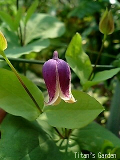 Clematis addisonii_b0099813_0135529.jpg