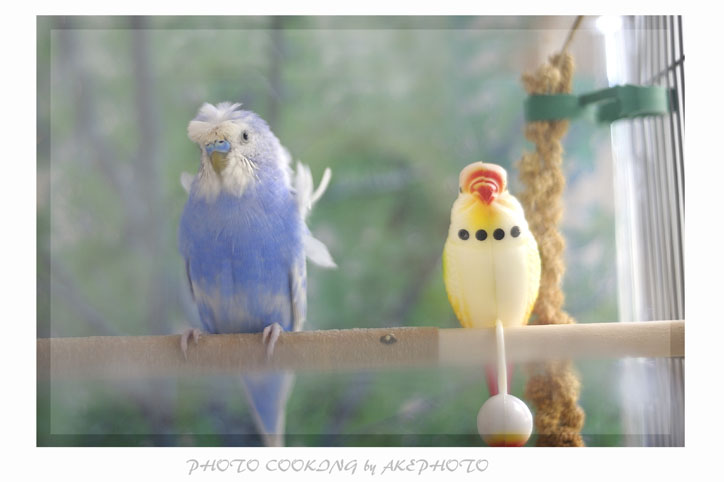 羽衣インコの・・・・・・・座衛門(*￣m￣)_e0127416_14373418.jpg