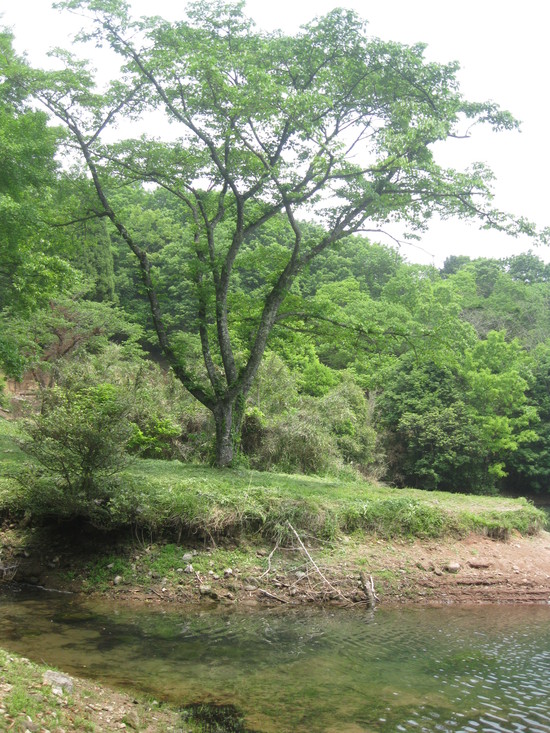 「打ち込み式井戸掘り」で☆_a0125419_104440100.jpg