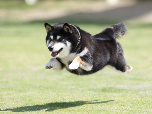 伊勢 ペスカさんで飛行犬撮影 飛行犬撮影所 Kobe 伊勢 ペスカさんで飛行犬撮影 飛行犬撮影所 Kobe