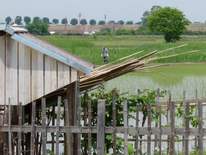 2012年5月15日　関東平野　薫風の中の早苗に逢いたくなって　_d0129921_213777.jpg