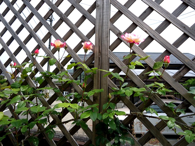 d0096422_15344978.jpg