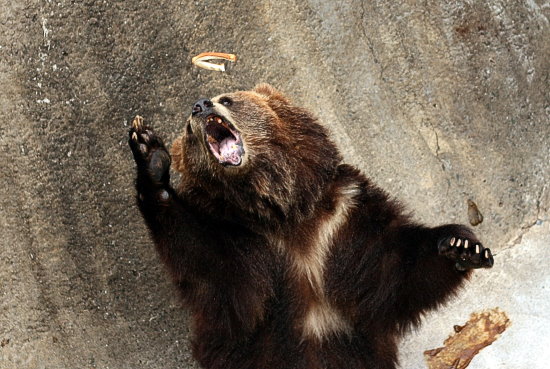餌ちょうだい : 動物園放浪記