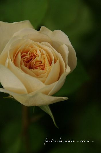 c0093830_11484381.jpg