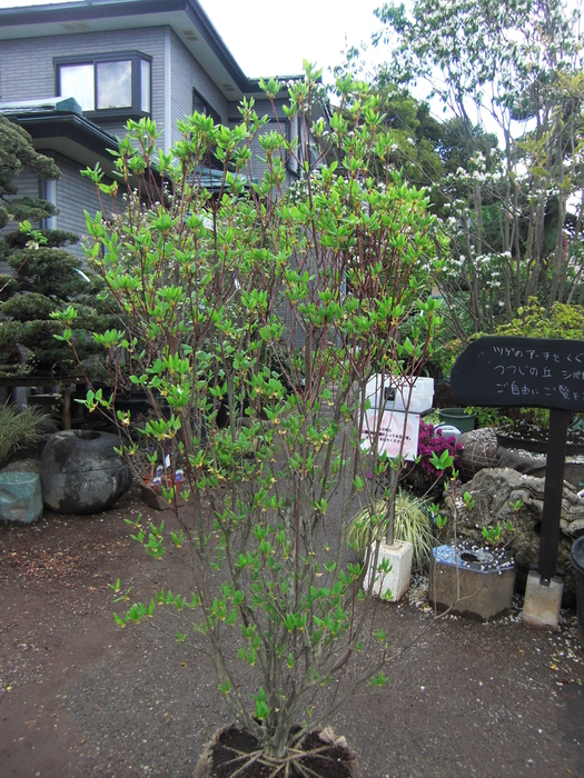 ミツバツツジ　白花　八重咲き　三つ葉ツツジ　販売　画像　価格　値段　庭木　植木　希少　安行_c0243030_995946.jpg