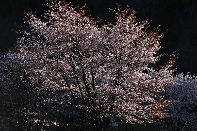富良野の桜_f0050534_17191797.jpg