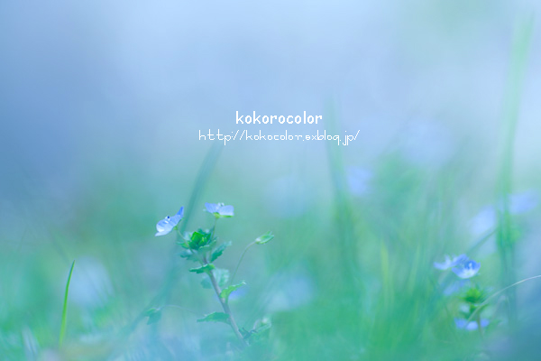 「心color あなたに伝えたい・・・」のkokorocolorさん登場! _c0039735_184395.jpg