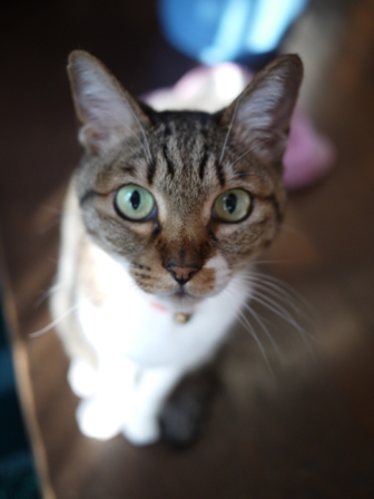 猫のお友だち メイちゃんポポちゃんゴロくん編。_a0143140_22592021.jpg