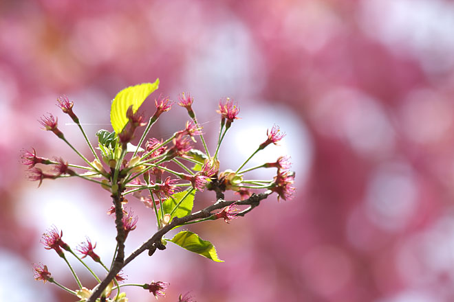 神鍋高原の桜　　＃２_c0067040_22552841.jpg