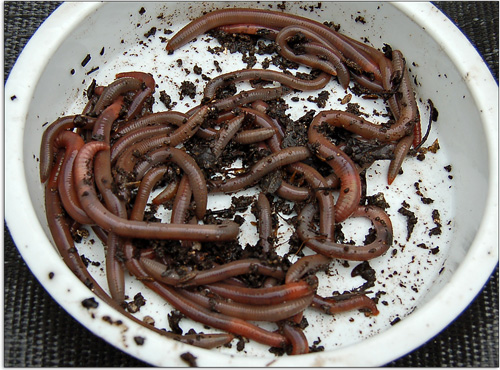 裏菜園のフトミミズは 蝴蝶の夢