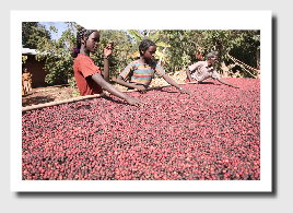 OROMO COFFEE COMPANY_a0275845_826422.jpg