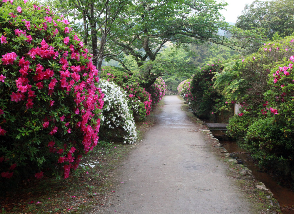 天理市　長岳寺　参道　ツツジ_c0108146_21124075.jpg