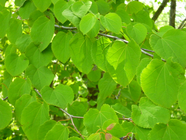 b0238249_12512065.jpg