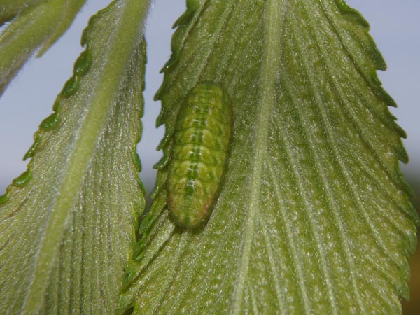 c0045352_1150740.jpg