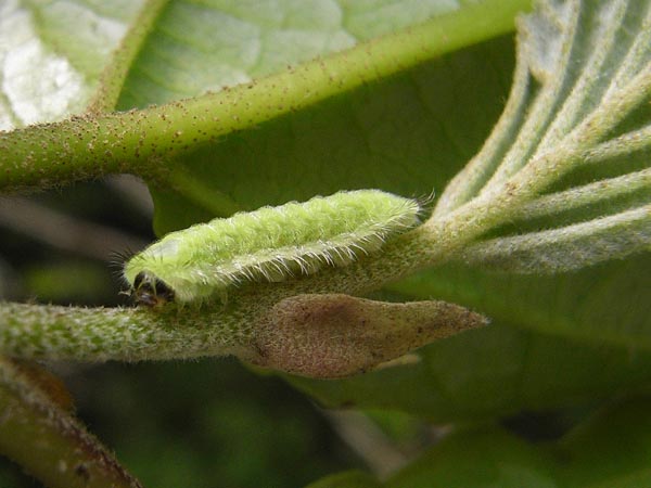 c0045352_11535775.jpg