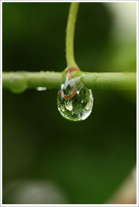 雨上がりの滴撮り_c0081453_1810910.jpg