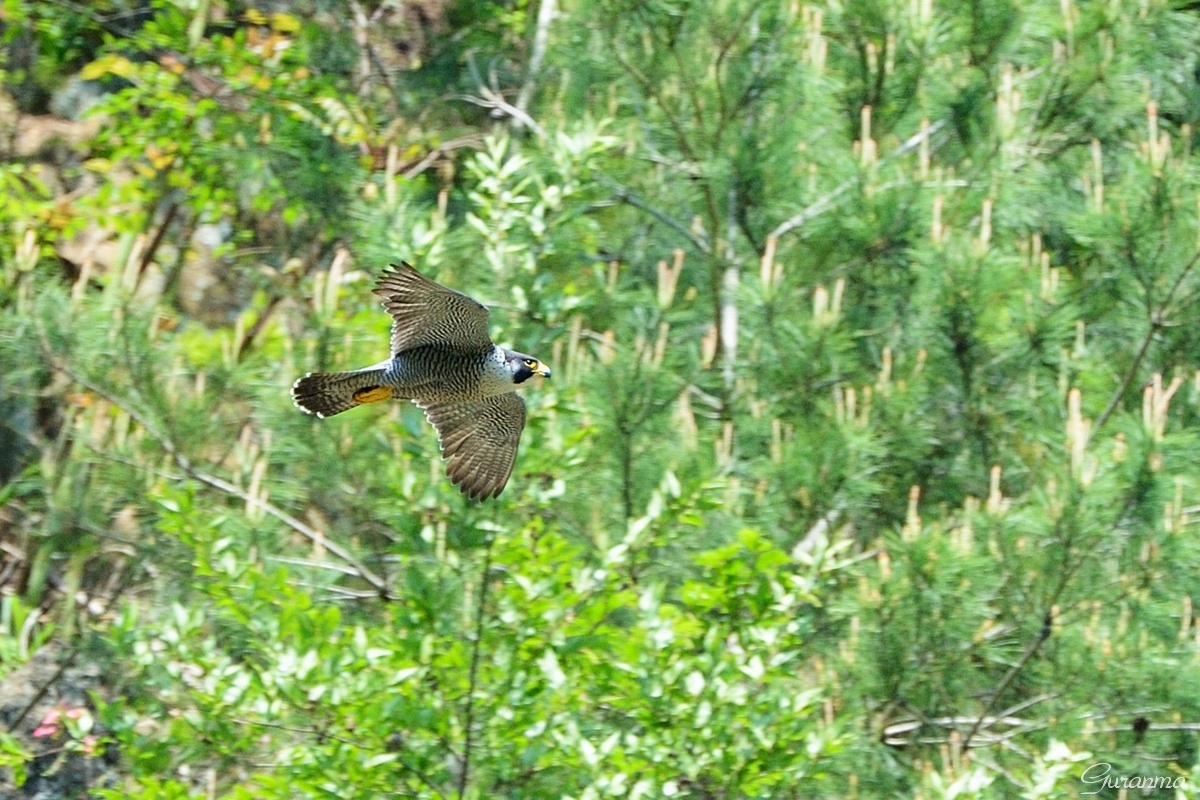 c0124055_2052950.jpg